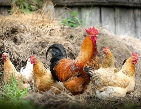 Arrivage des Poules