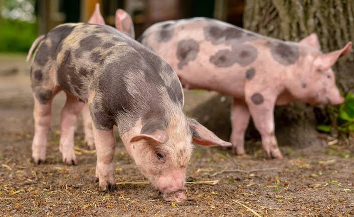 Nouvelle vague des Cochons